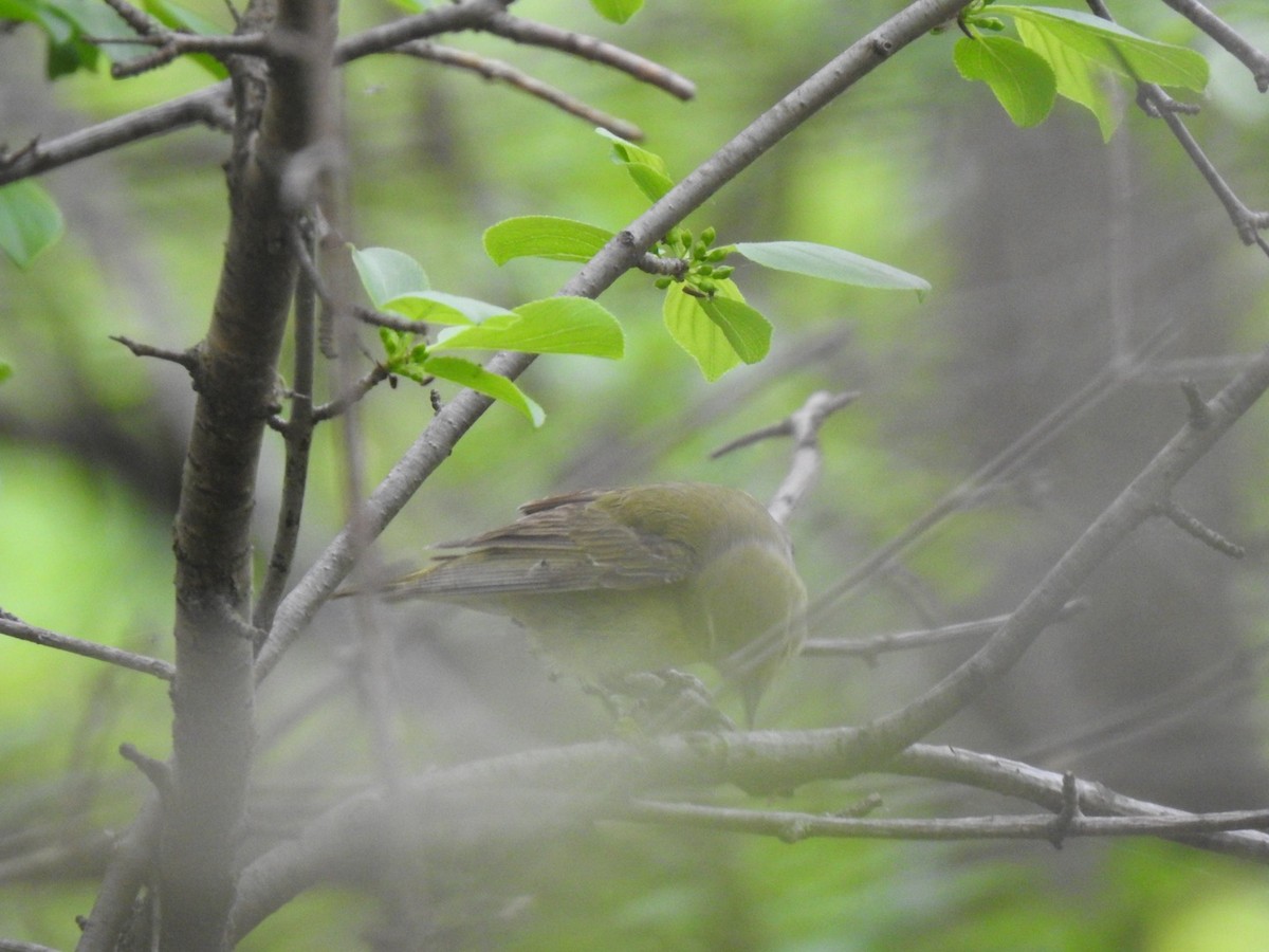 Orange-crowned Warbler - J Brousseau