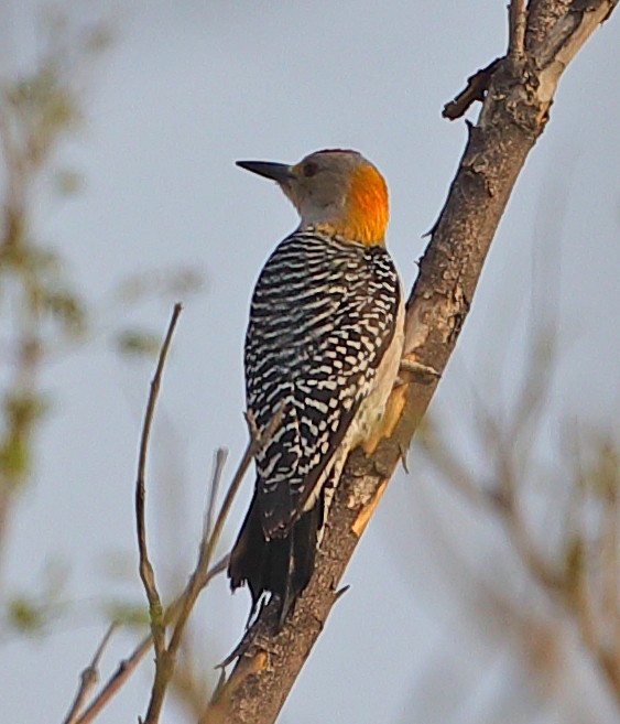 Golden-fronted Woodpecker - Krishna Kishore Eyunni