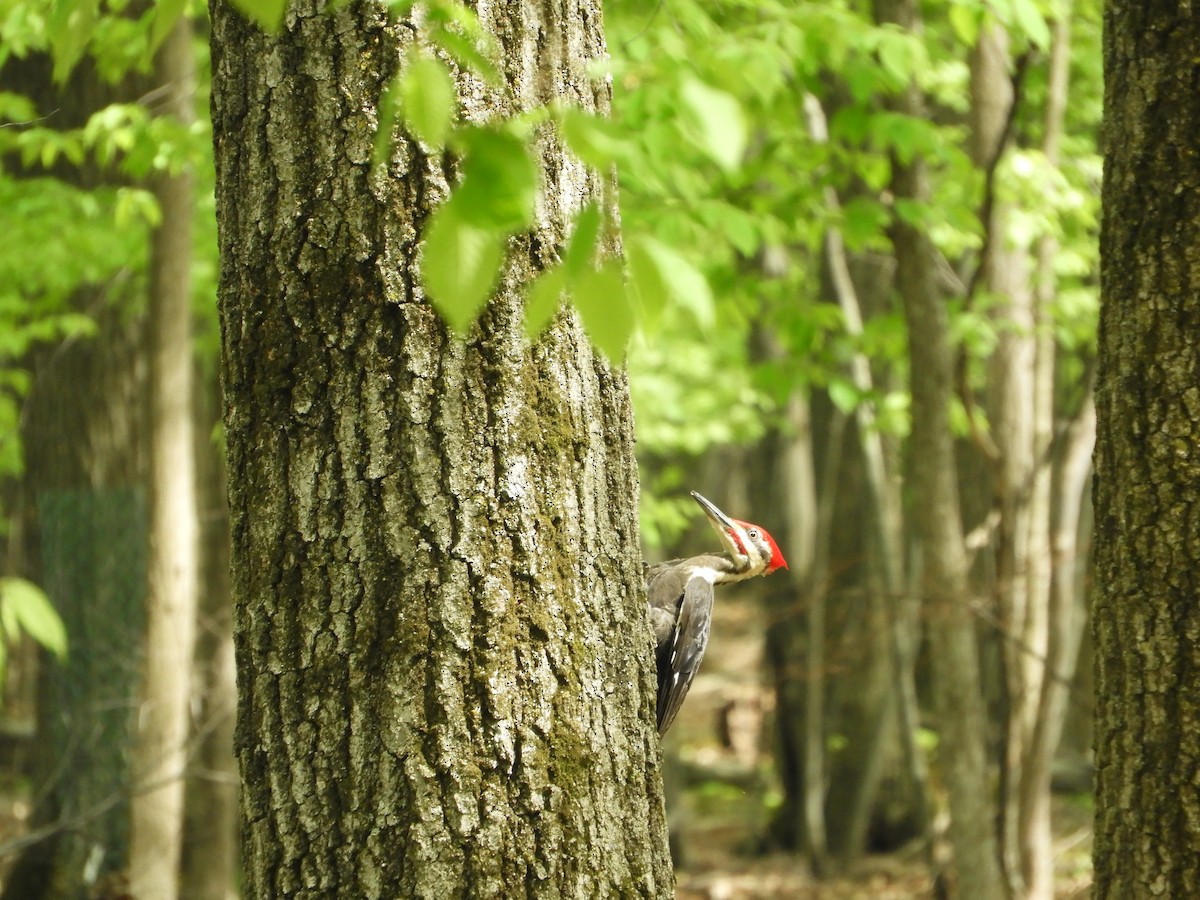 Pileated Woodpecker - Rick Bird