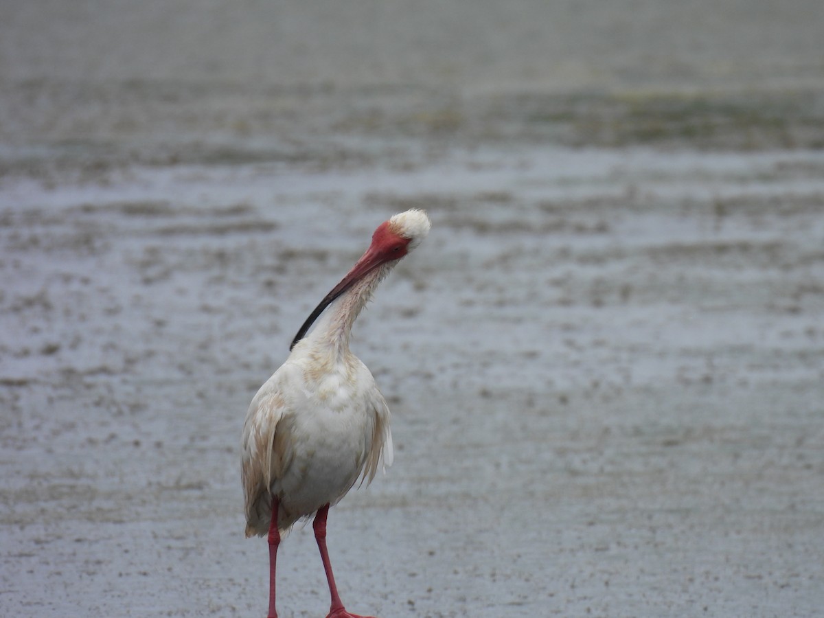 White Ibis - Thomas Galaskewicz