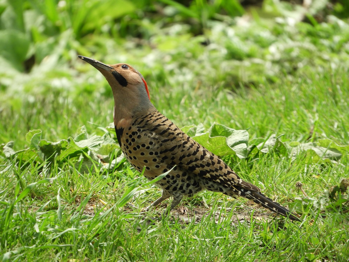 Northern Flicker - ML619189721