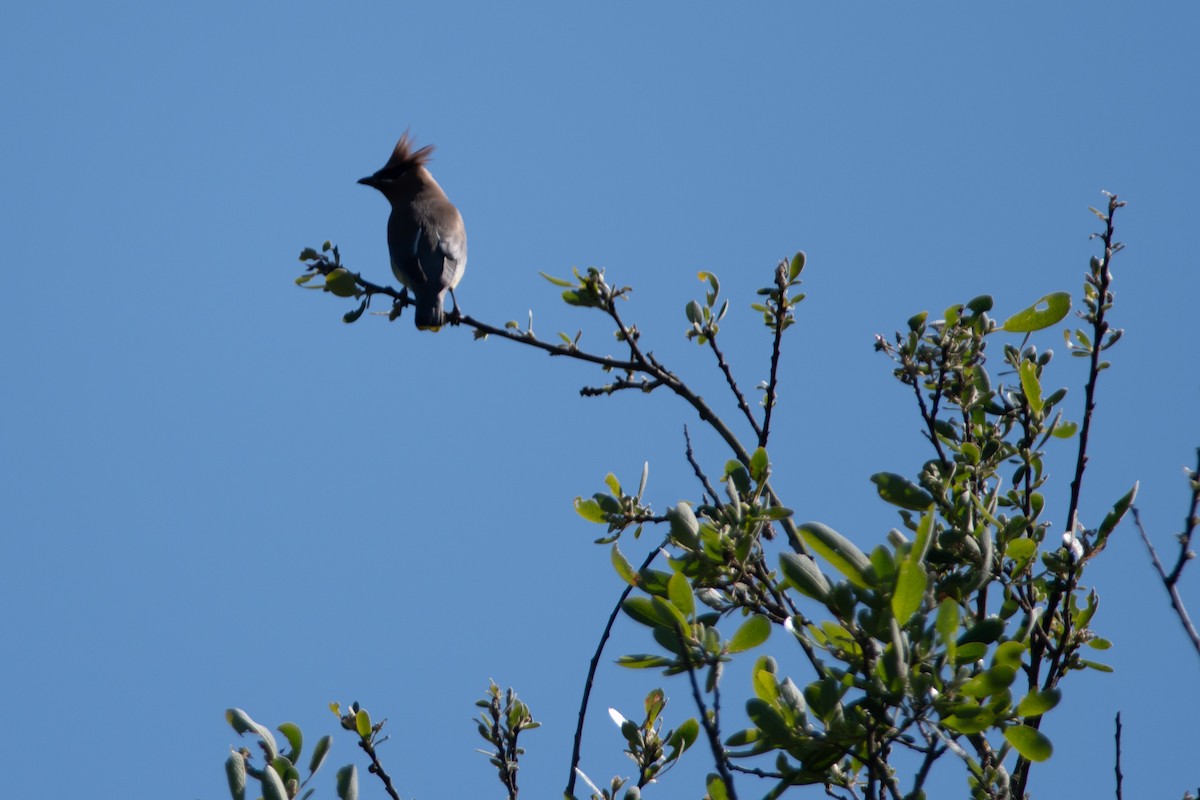 Cedar Waxwing - Gabe LaCount