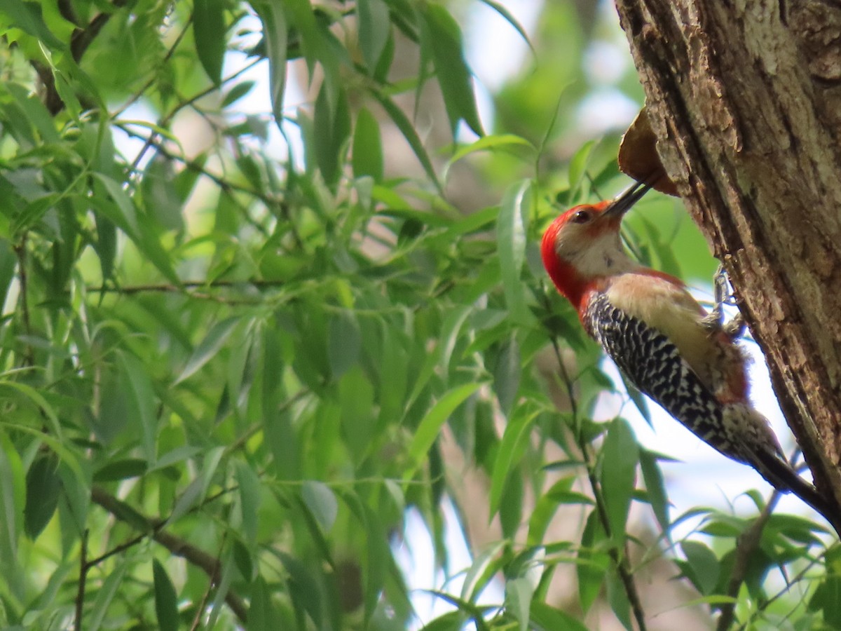 Red-bellied Woodpecker - Ericka Albright