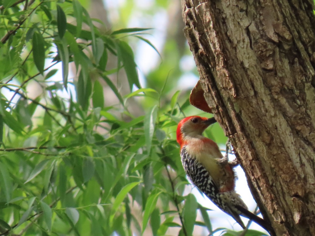 Red-bellied Woodpecker - Ericka Albright