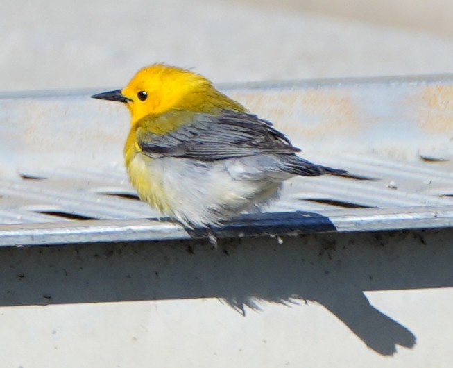 Prothonotary Warbler - Greg Mihalik