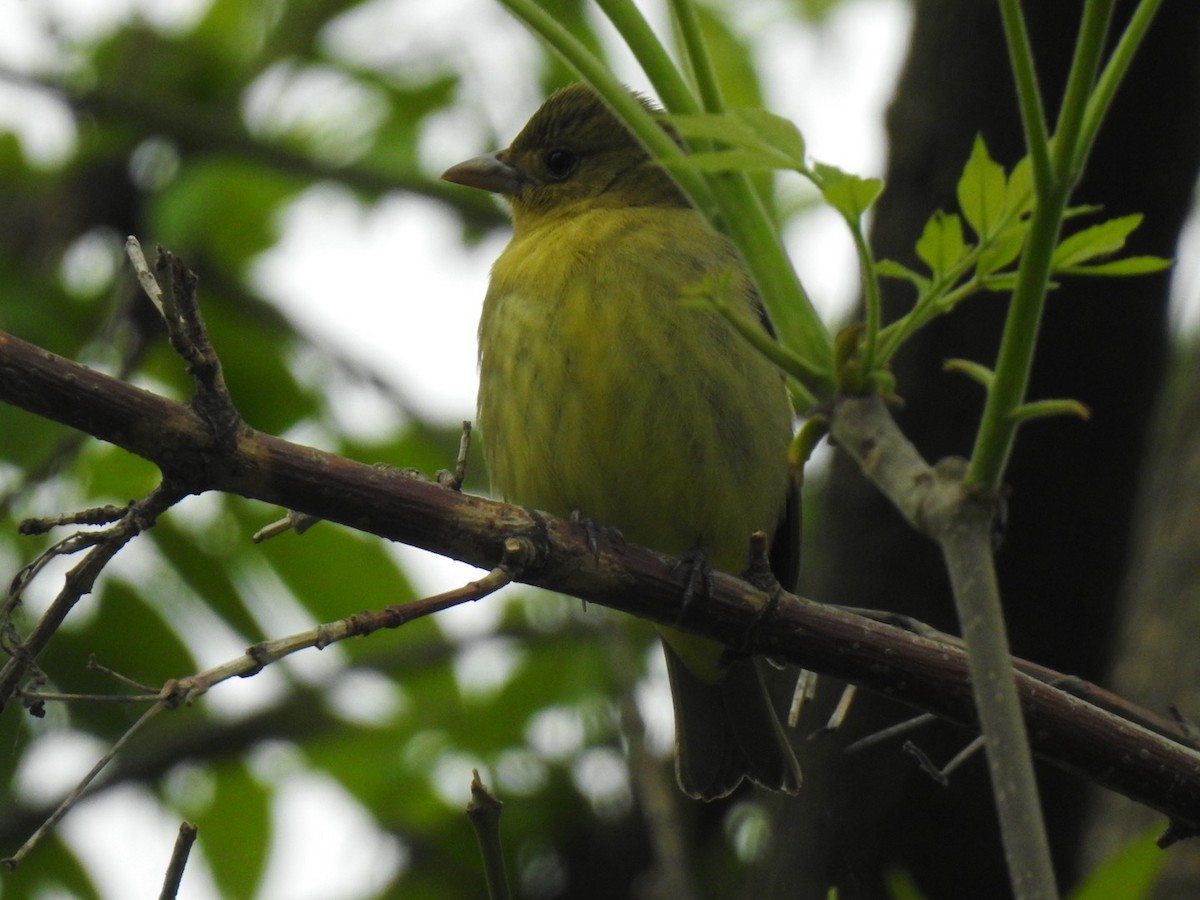 Scarlet Tanager - ML619189745