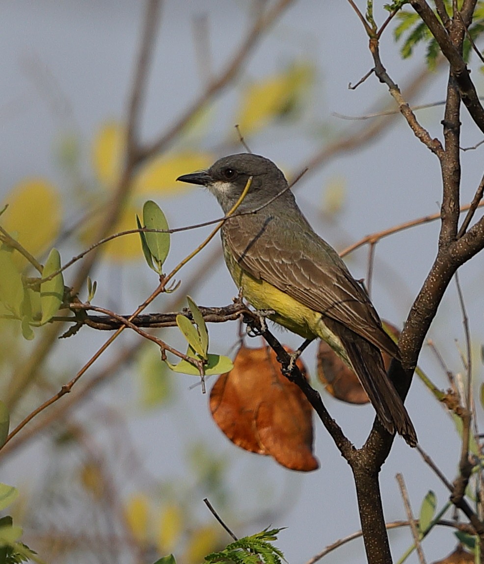 Cassin's Kingbird - Krishna Kishore Eyunni