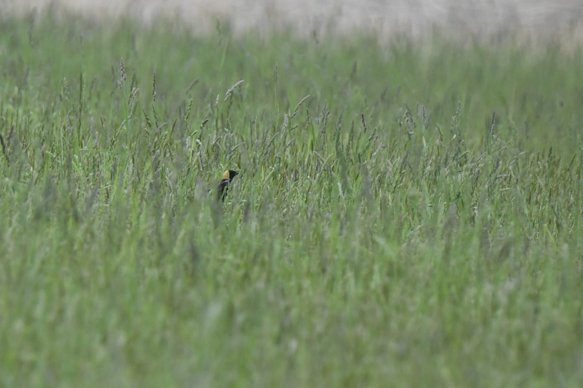 Bobolink - Kazumi Ohira