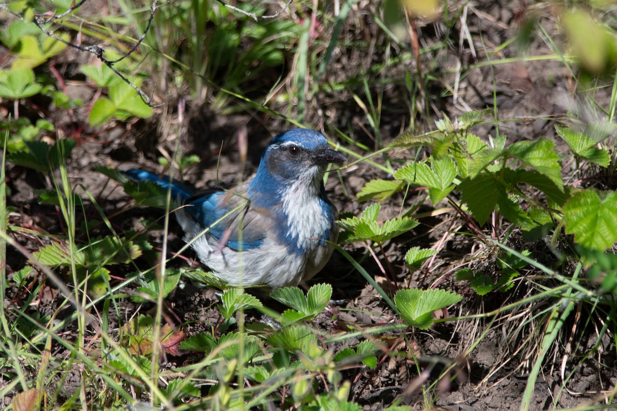 California Scrub-Jay - Gabe LaCount