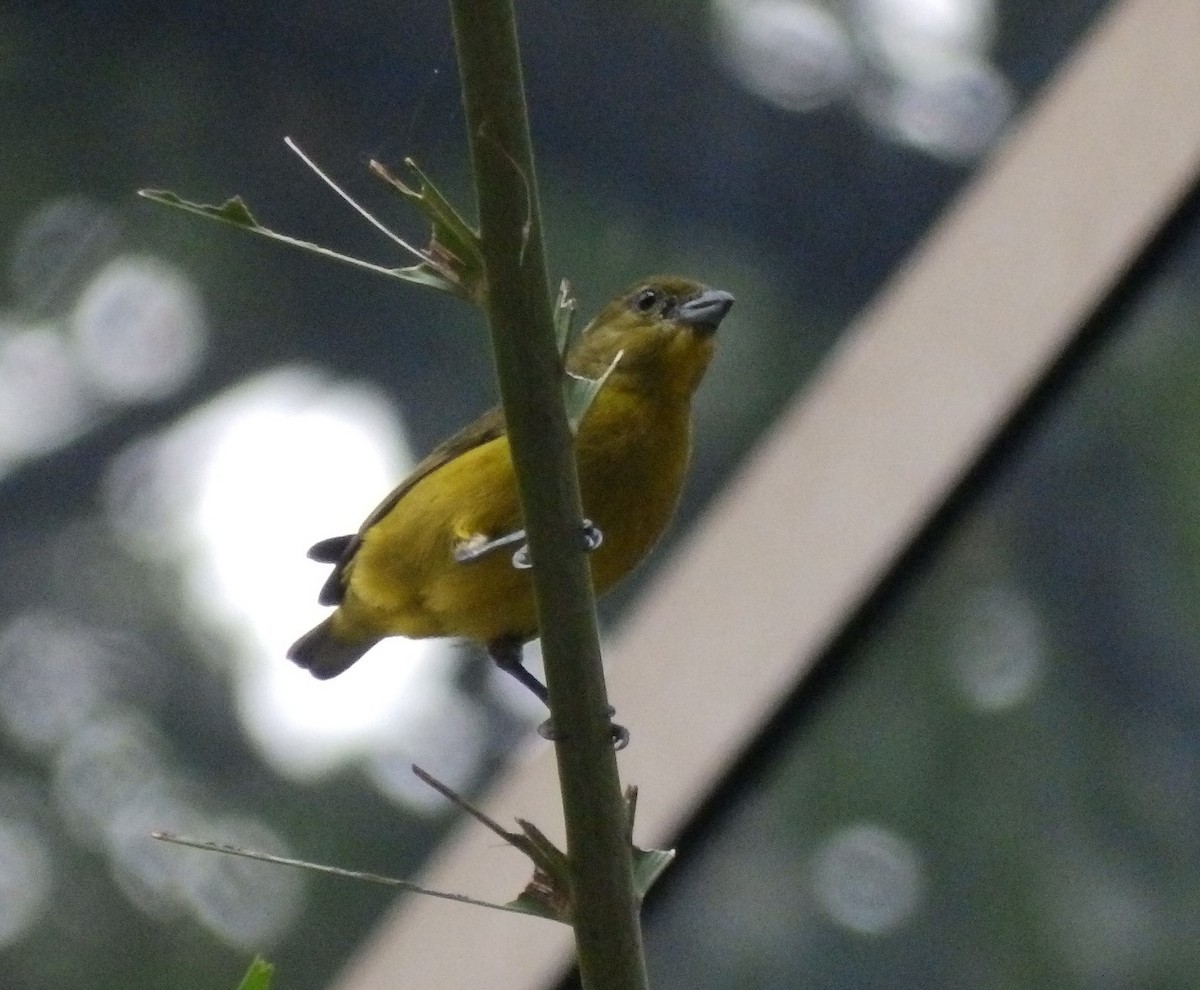 Thick-billed Euphonia - Edouard Paiva