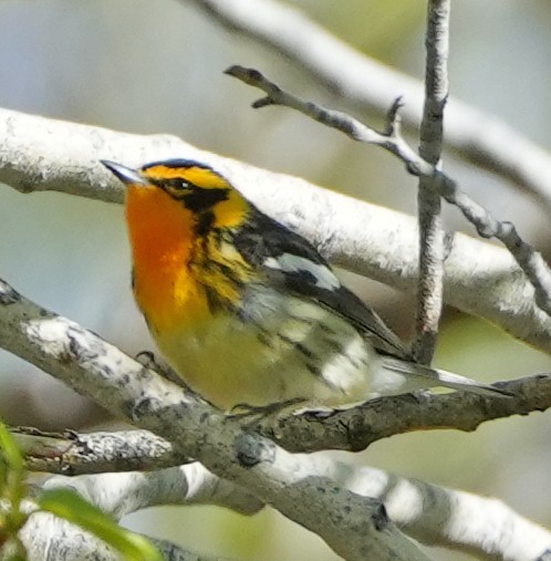 Blackburnian Warbler - Greg Mihalik