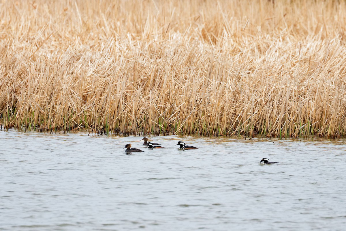 Hooded Merganser - Darry W.