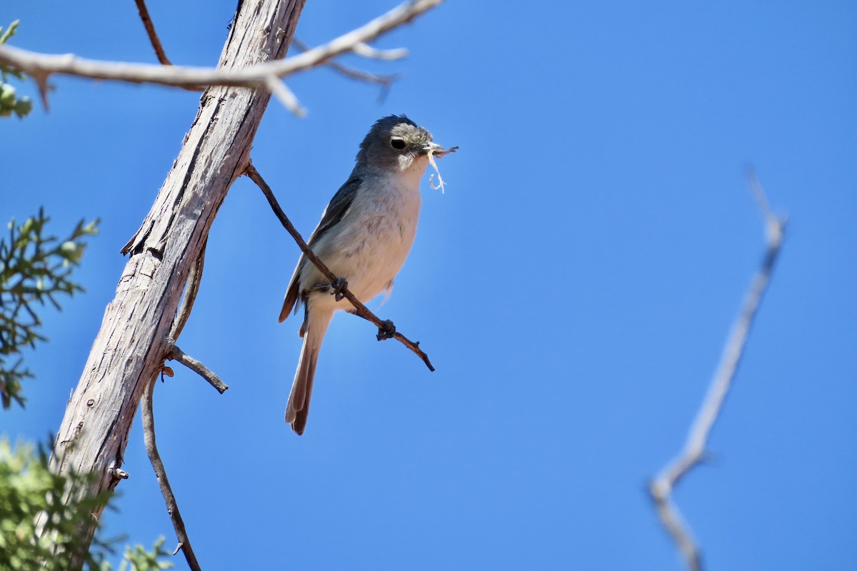 Gray Vireo - Jonathan Montgomery