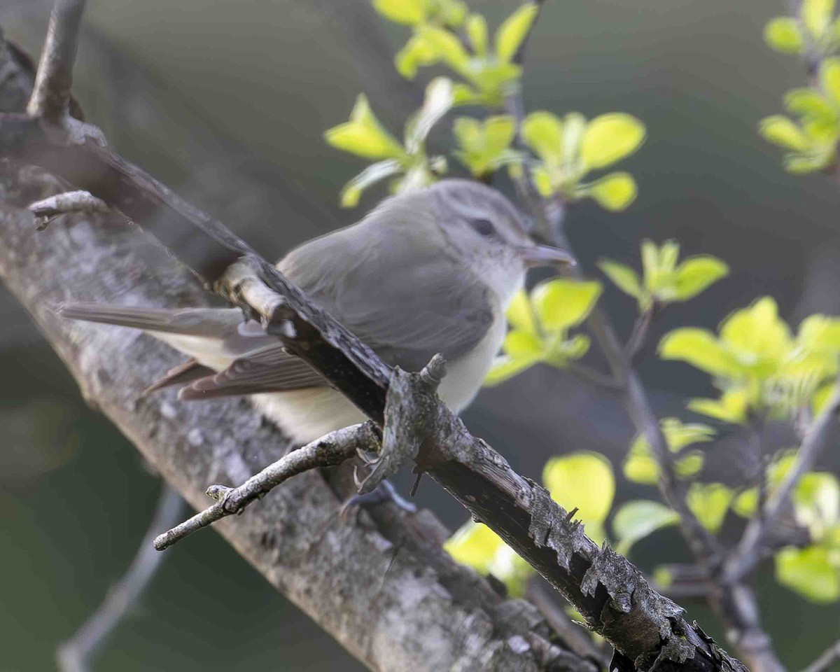 Warbling Vireo - ML619189801