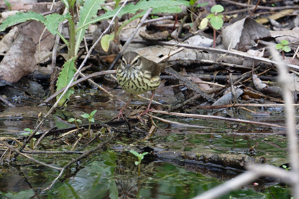 Northern Waterthrush - ML619189819