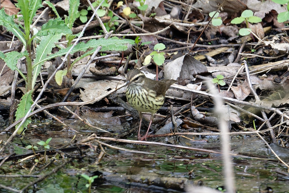 Northern Waterthrush - ML619189820