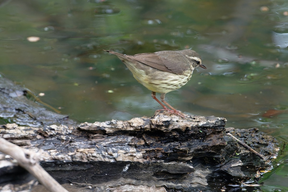 Northern Waterthrush - ML619189821