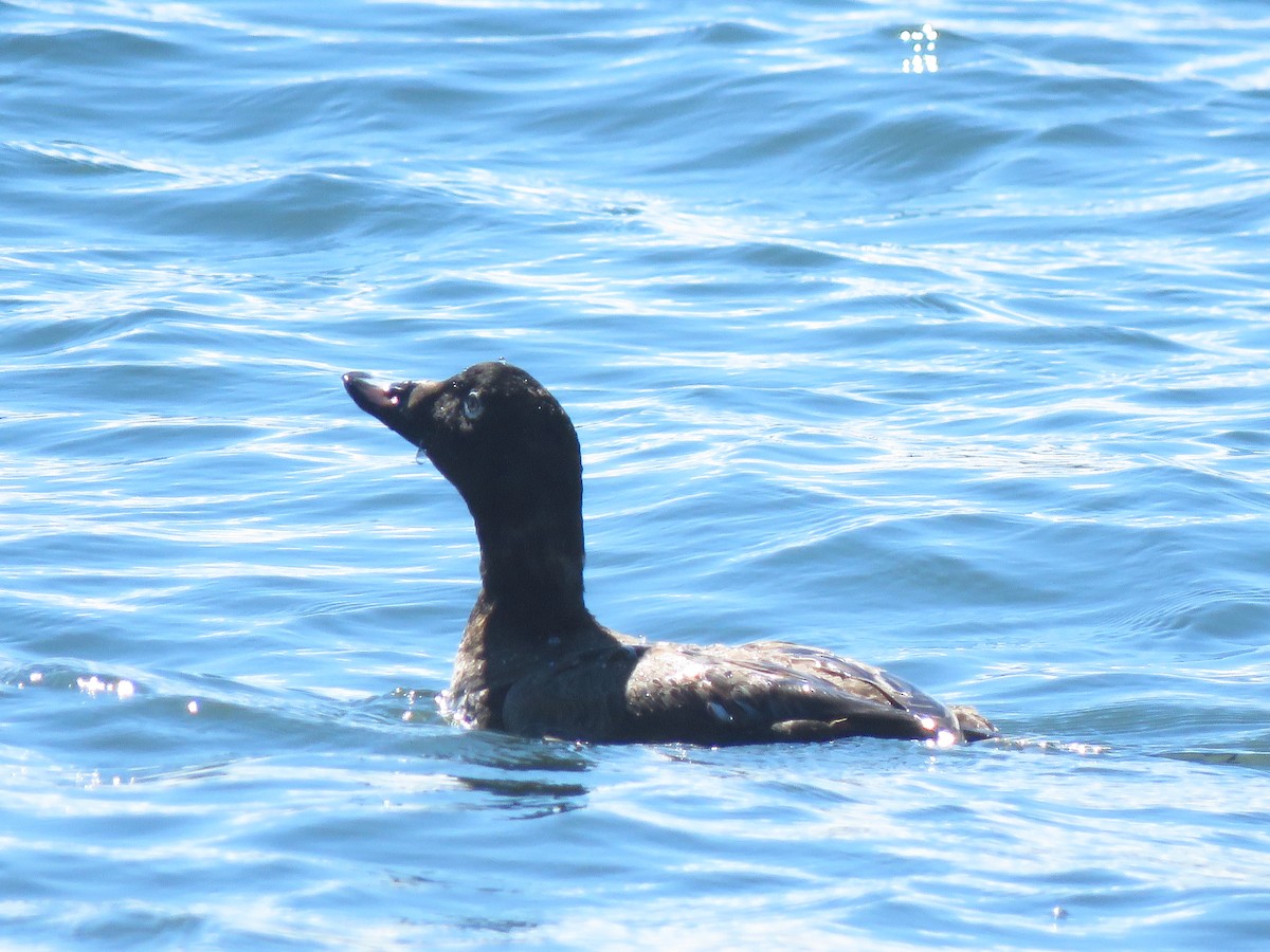 White-winged Scoter - Lisa Larson