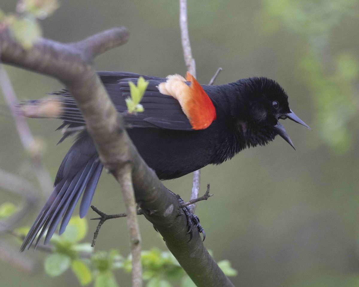 Red-winged Blackbird - ML619189827