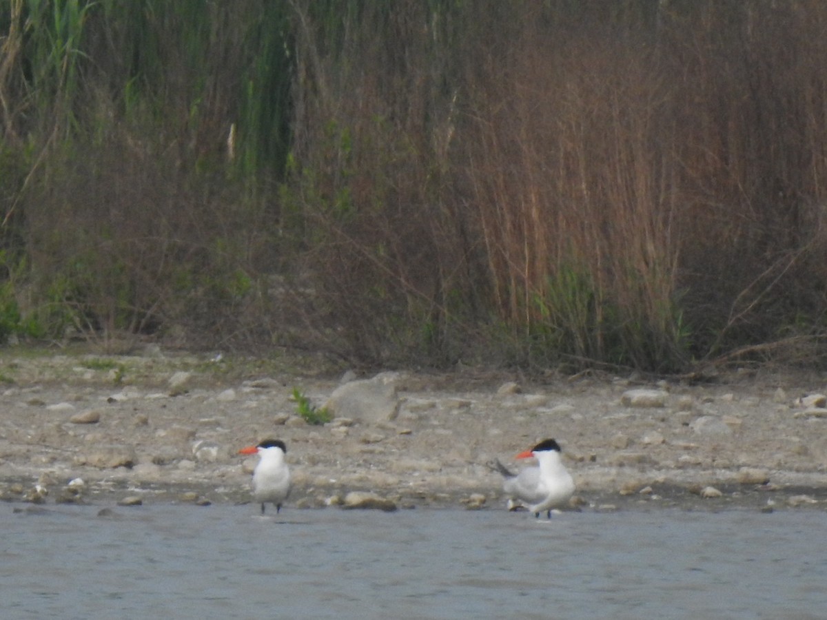 Caspian Tern - J Brousseau