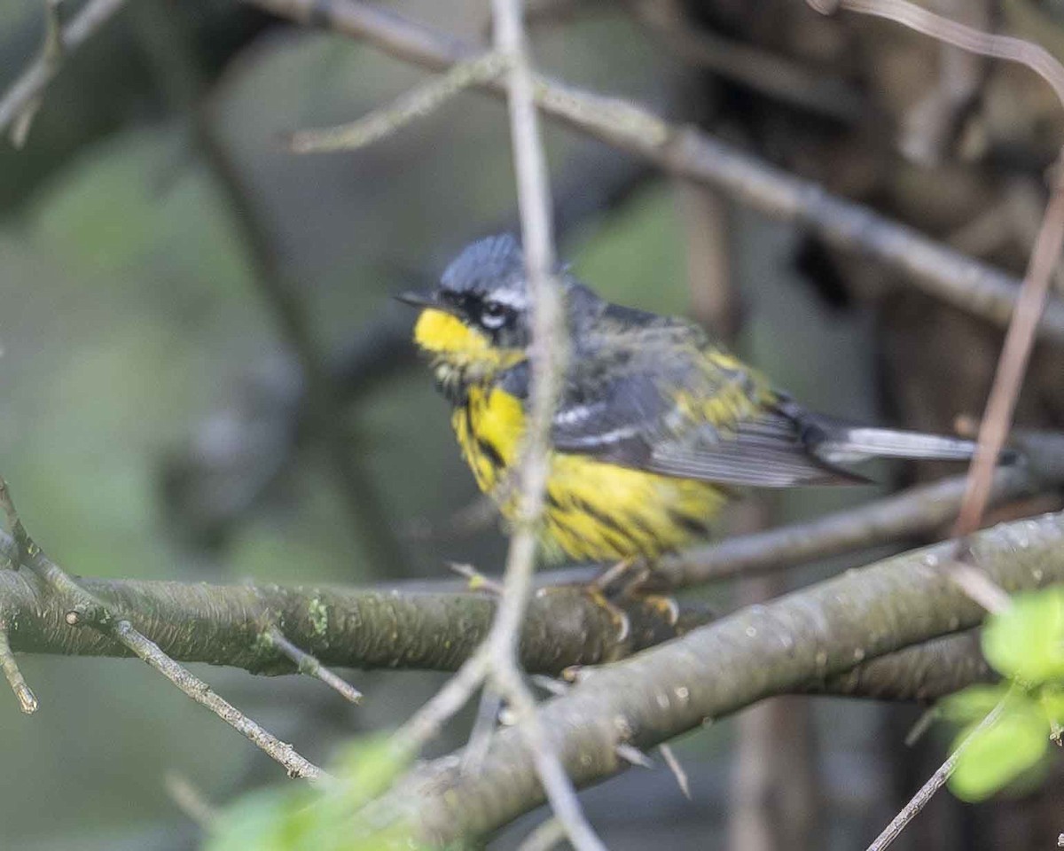 Magnolia Warbler - ML619189841