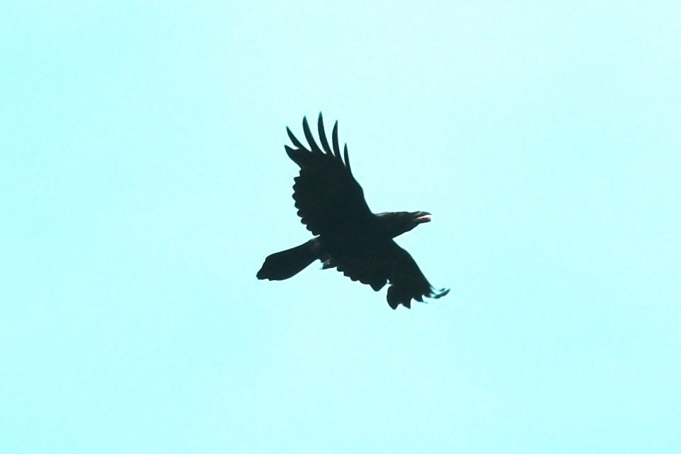 Common Raven - Blair Whyte