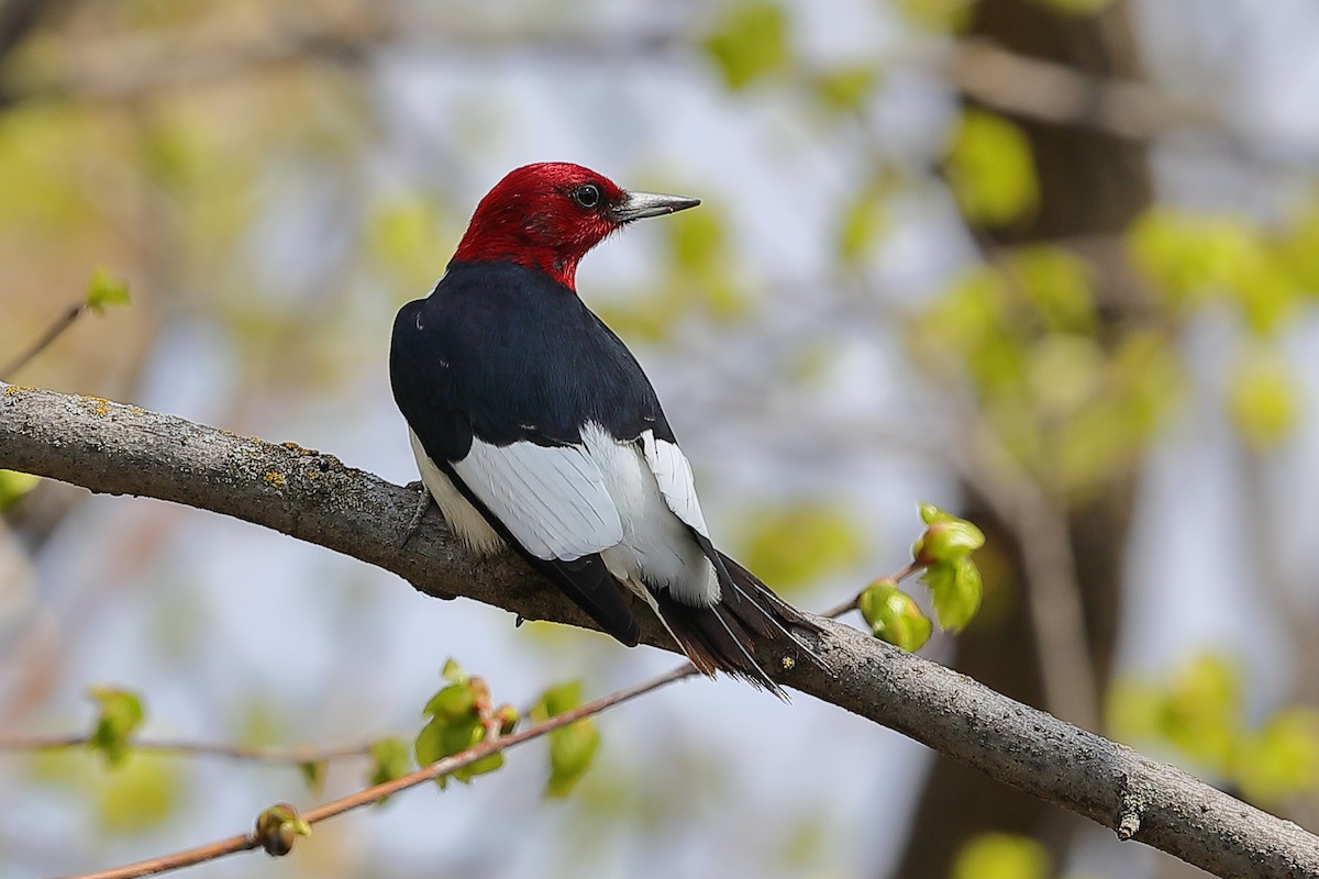 Red-headed Woodpecker - Bob Shettler