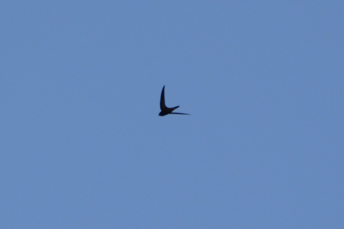 Common Swift - ML619189862