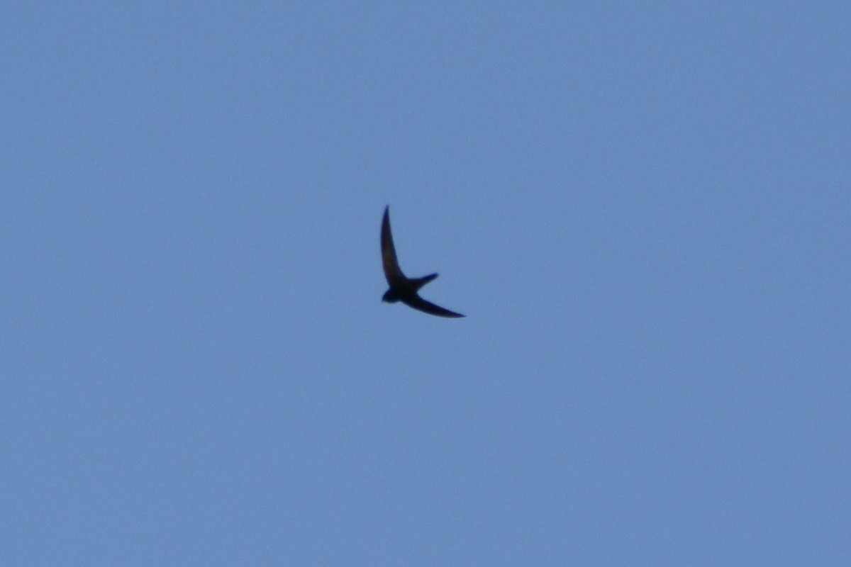 Common Swift - ML619189863