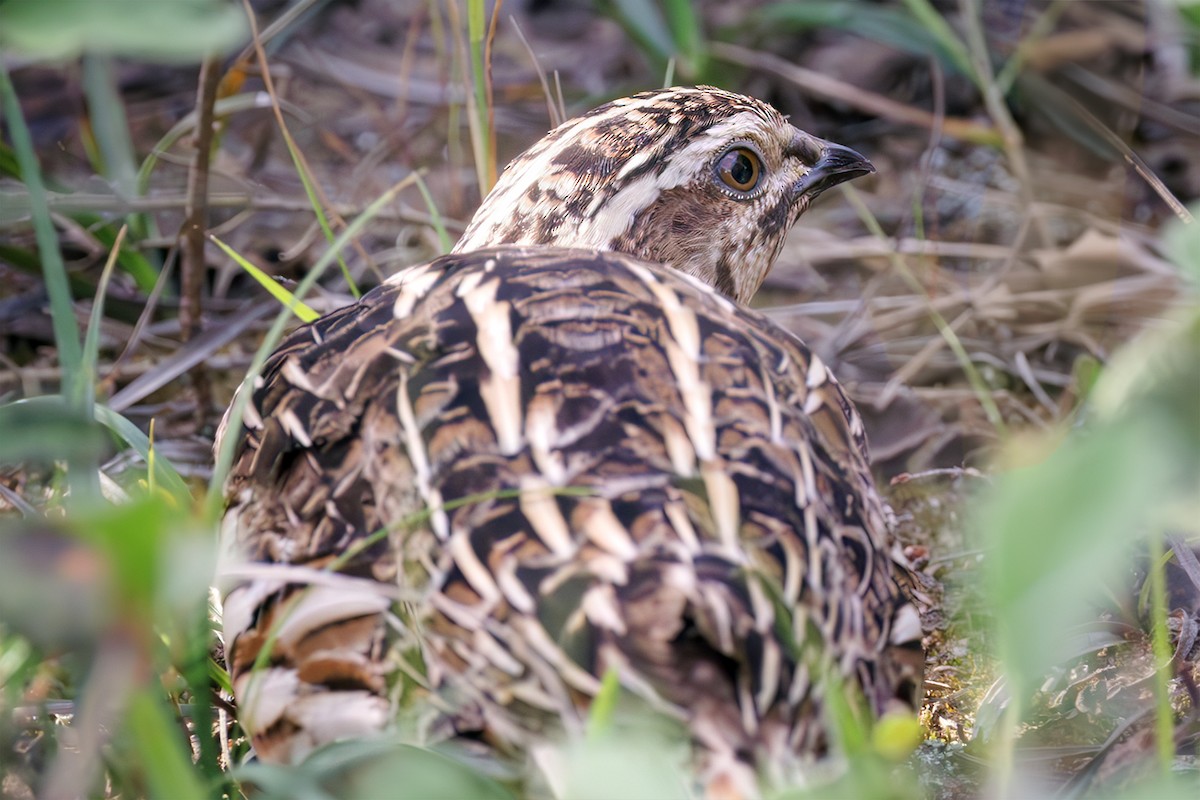 Common Quail - ML619189864