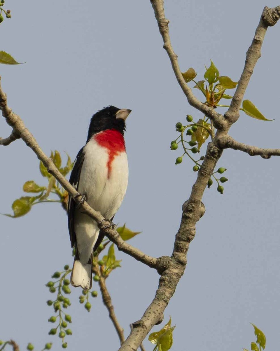 Rose-breasted Grosbeak - ML619189870