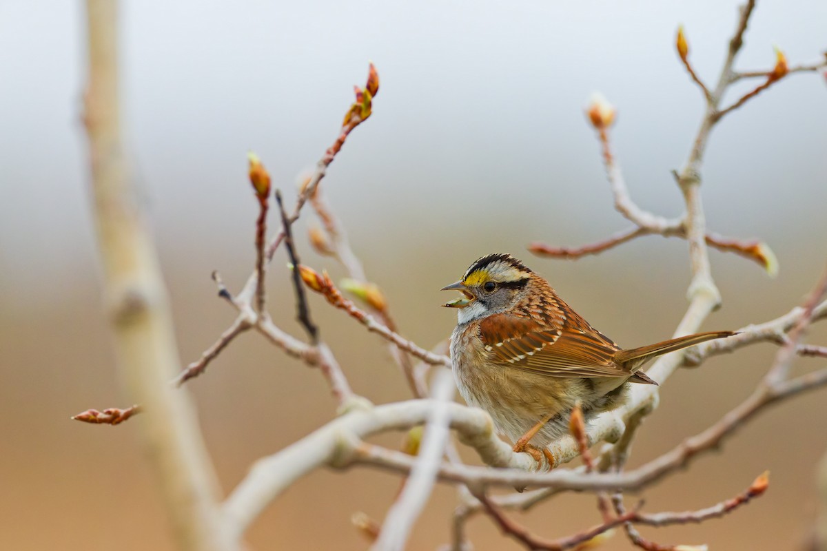 White-throated Sparrow - Darry W.