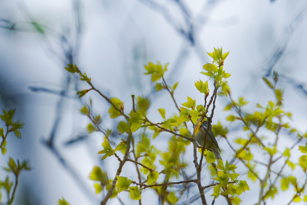 Northern Parula - Darry W.