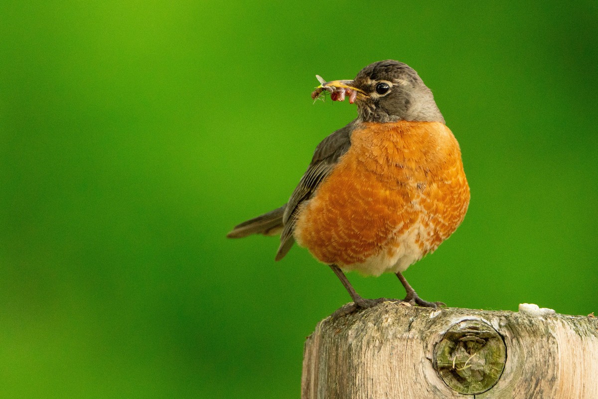 American Robin - Matt Hoberg