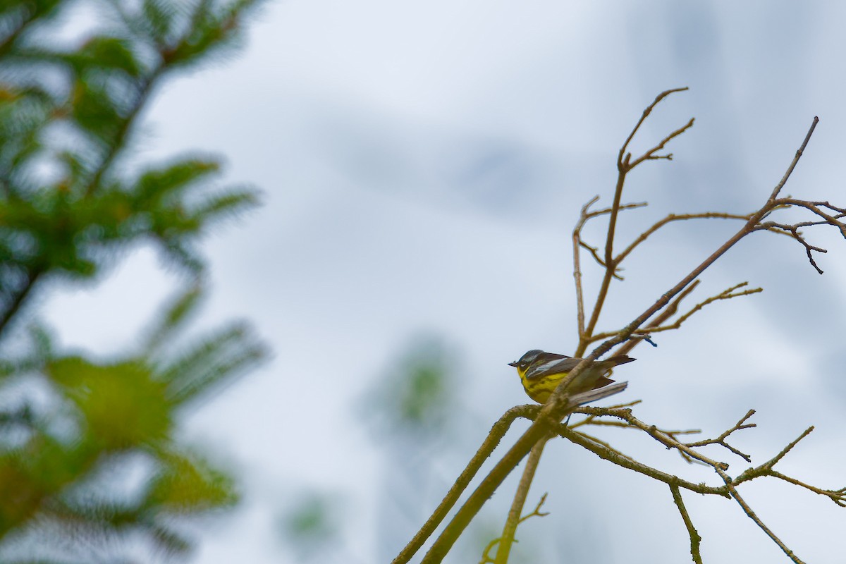 Magnolia Warbler - Darry W.