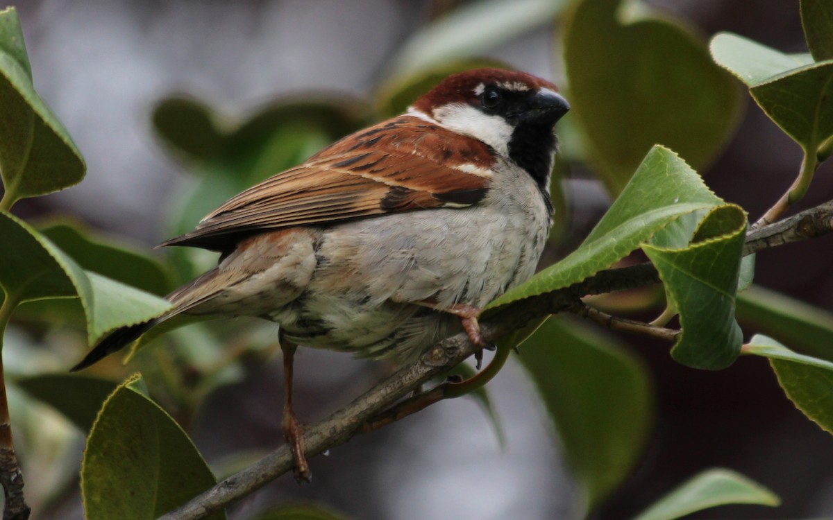 Italian Sparrow - ML619189915