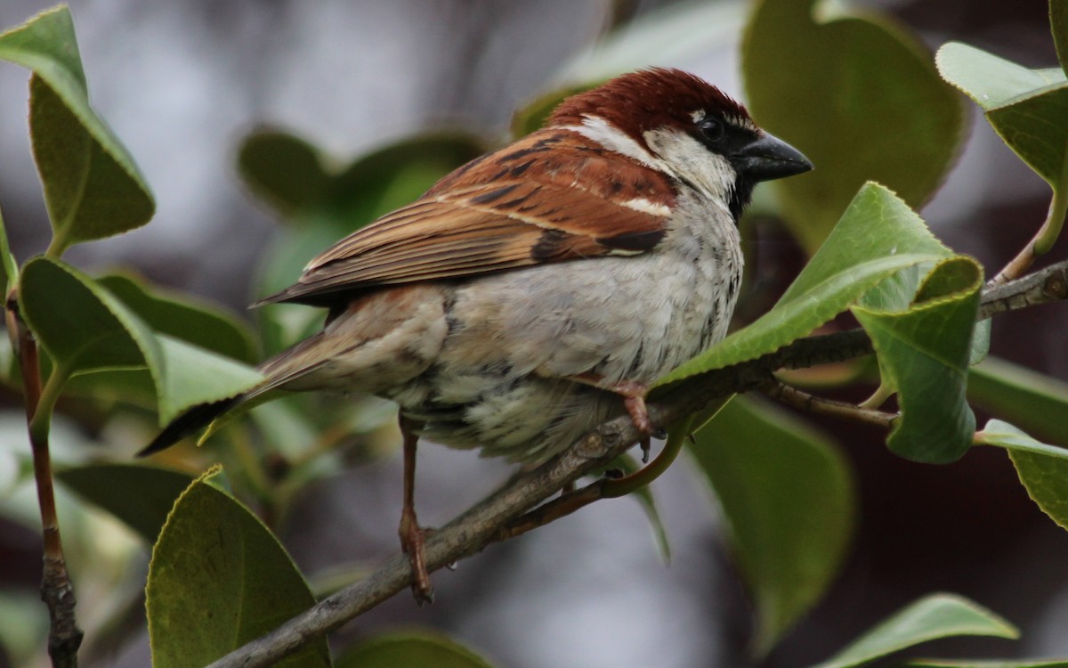 Italian Sparrow - ML619189916