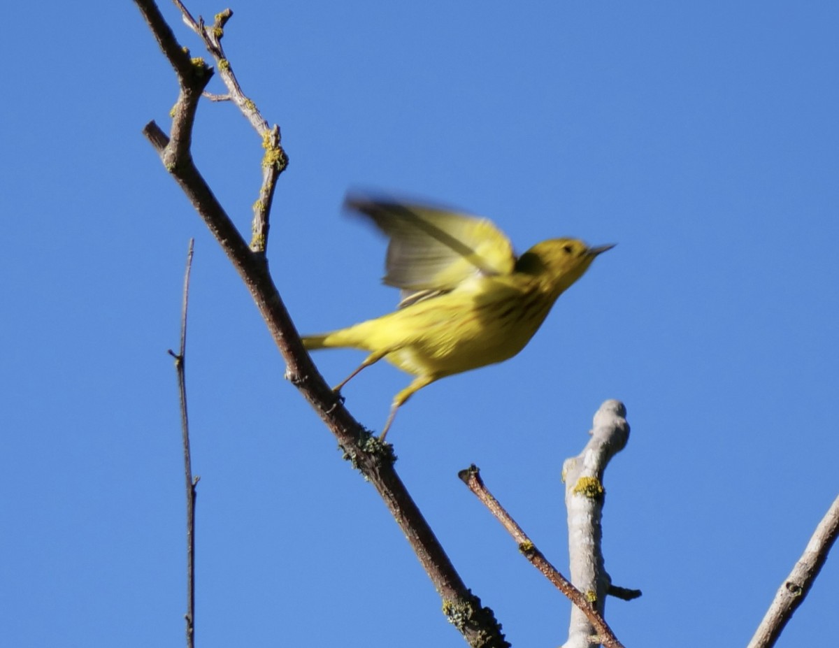 Yellow Warbler - Jan Bryant