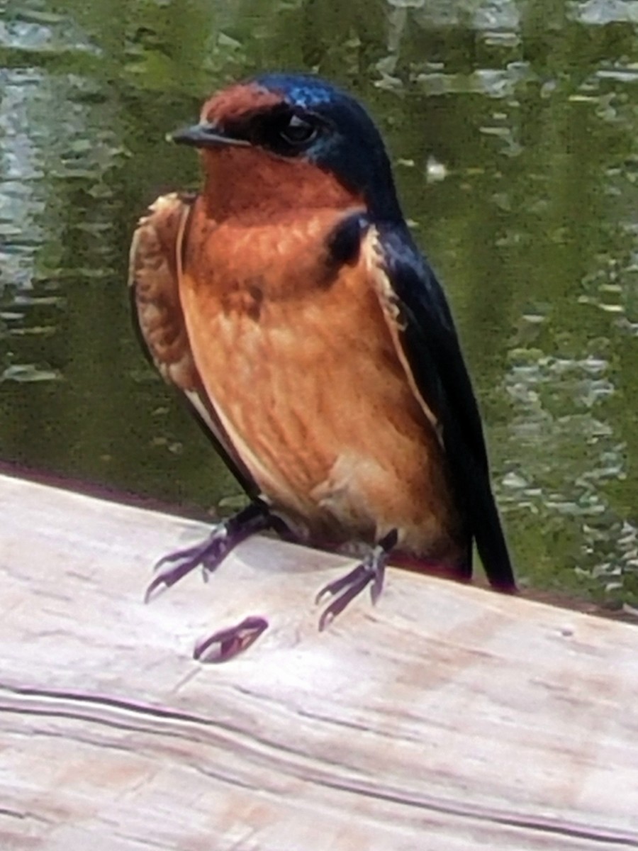 Barn Swallow - ML619189924