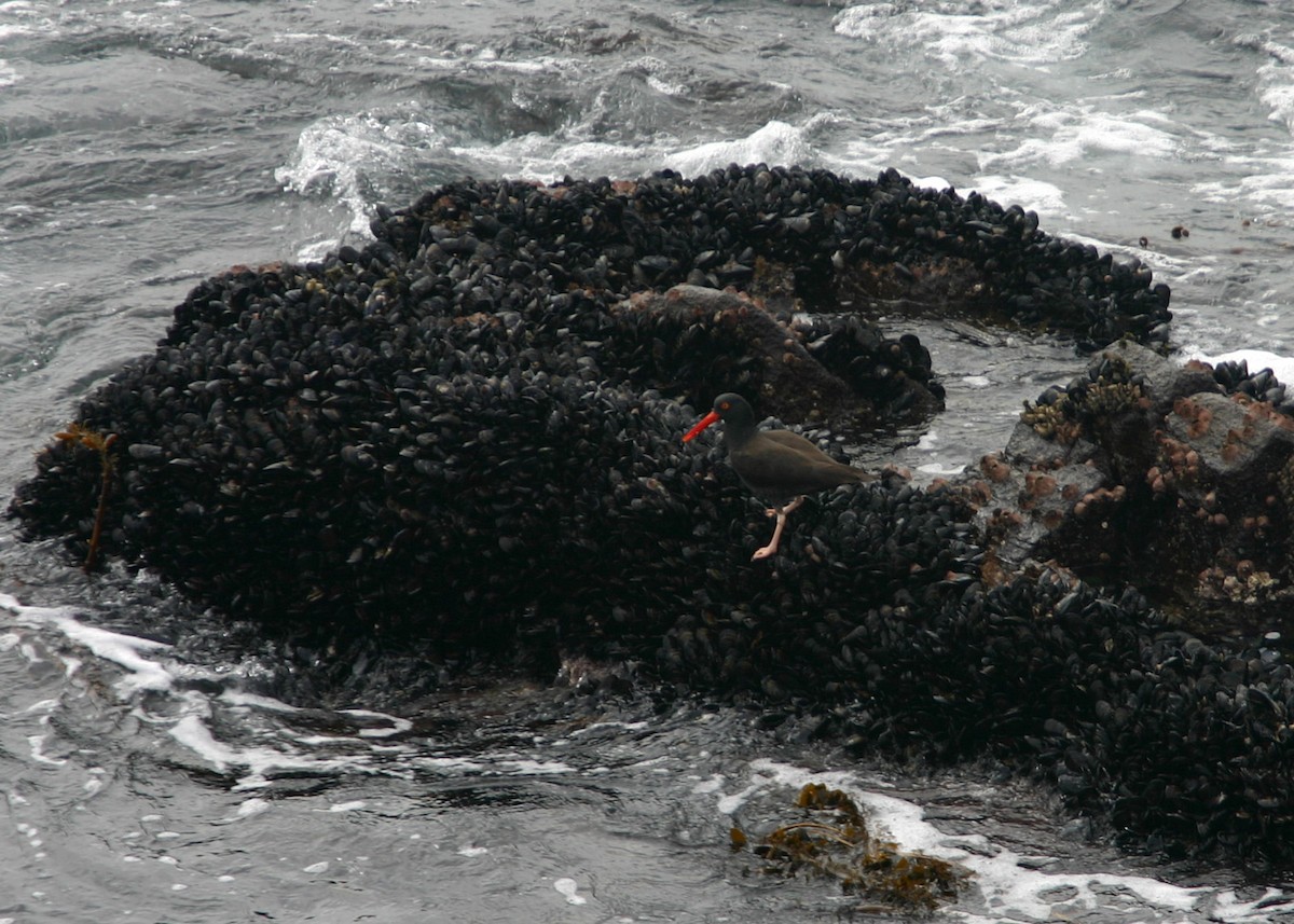 Black Oystercatcher - William Clark