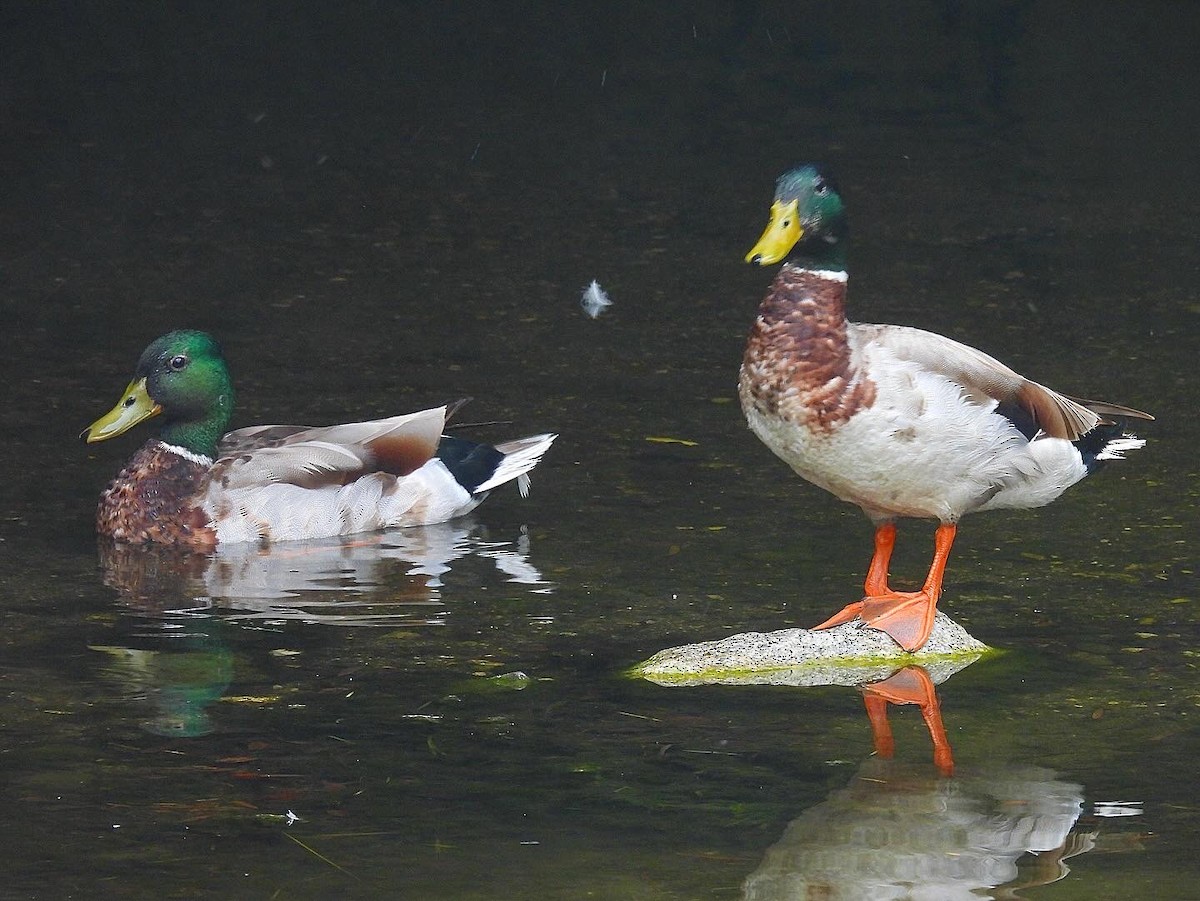 Mallard - Nick & Jane