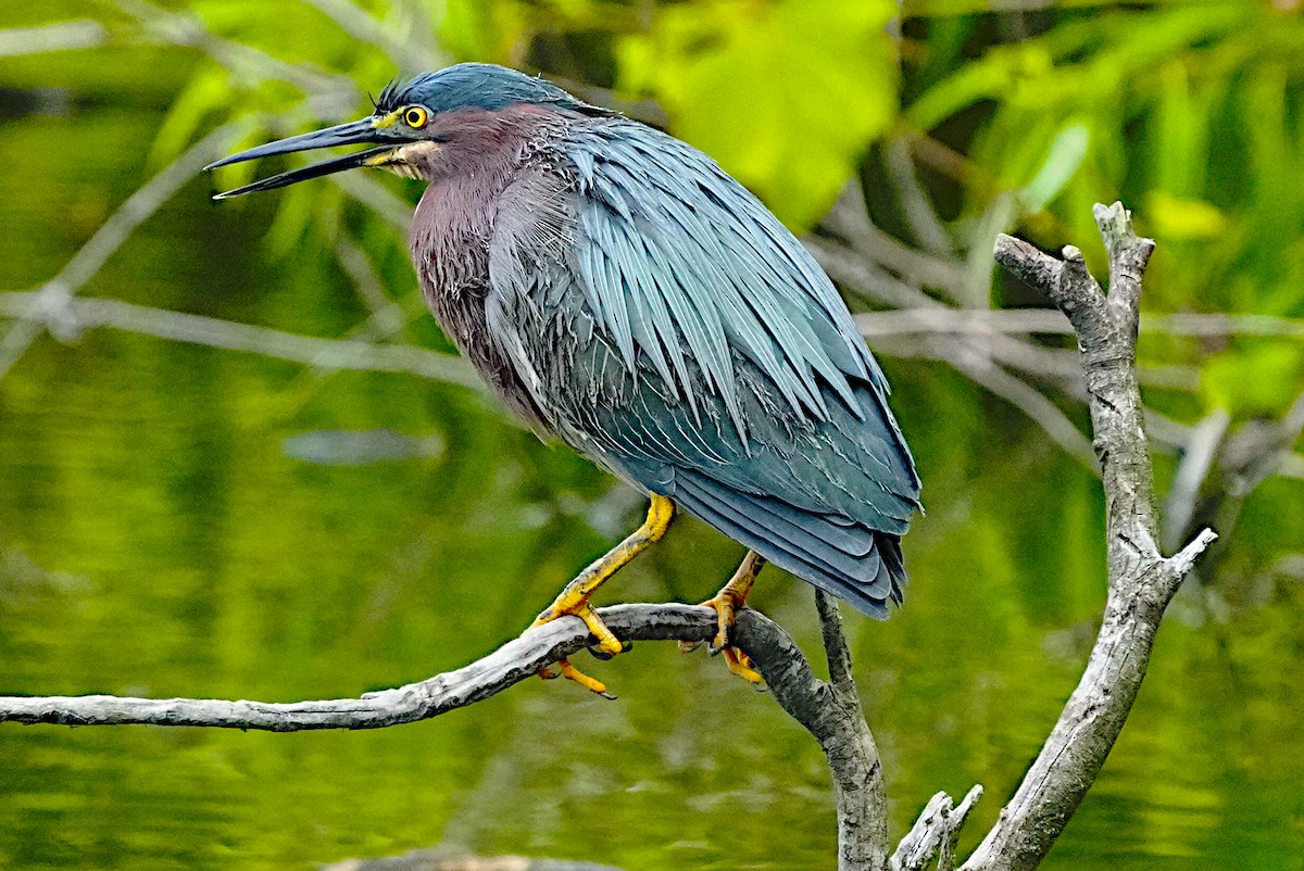 Green Heron - ML619189956