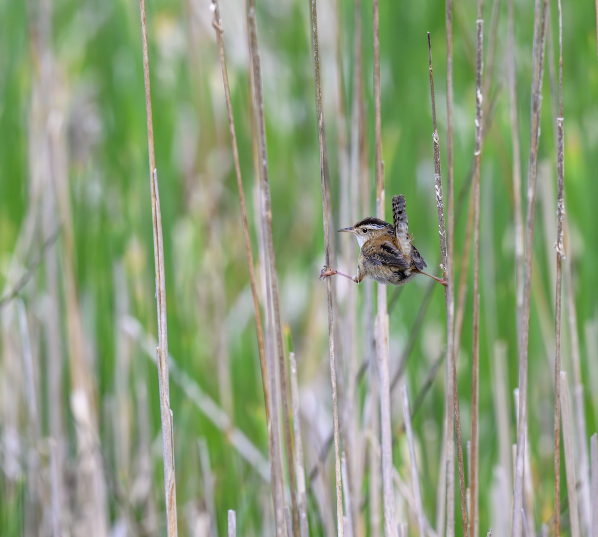 Marsh Wren - Jocelyn  Anderson