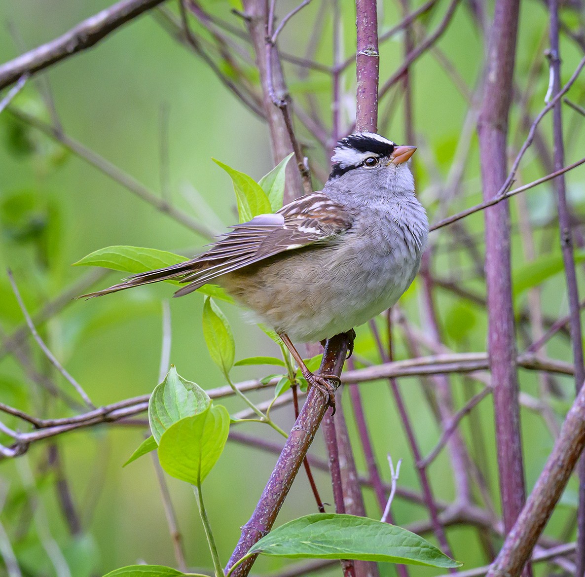 White-crowned Sparrow - Jocelyn  Anderson