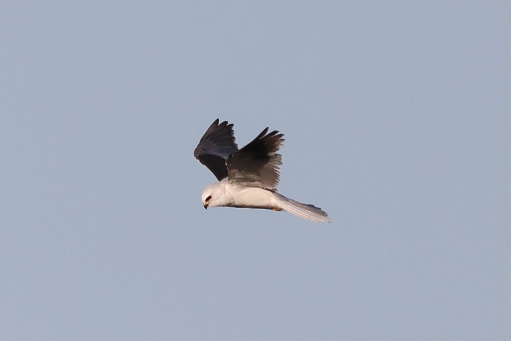 White-tailed Kite - Gregory Luckert