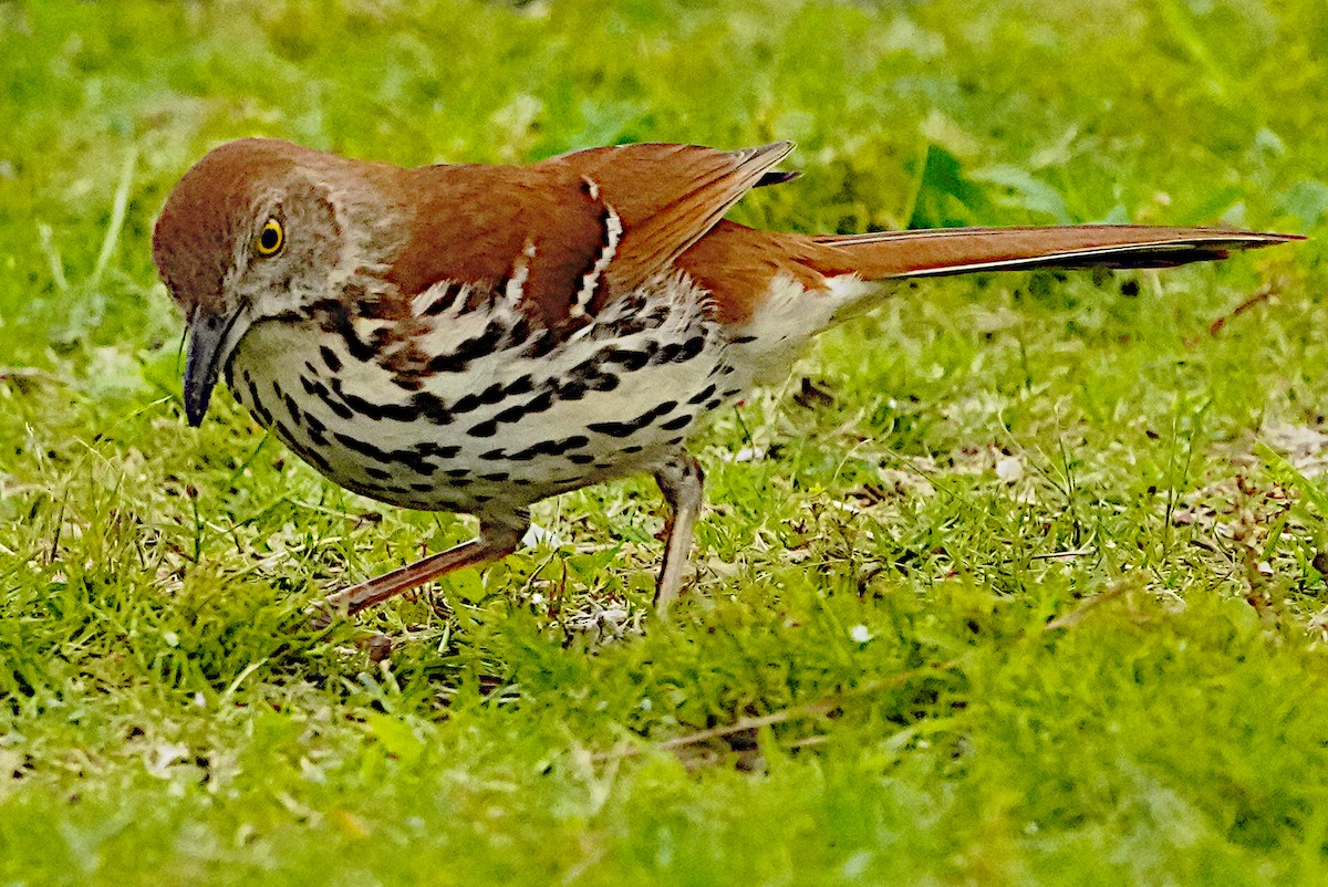 Brown Thrasher - James Bourne