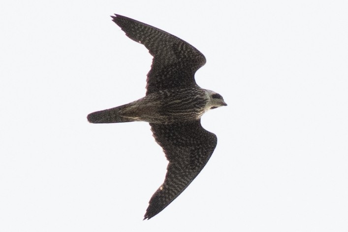 Peregrine Falcon (North American) - David Brown