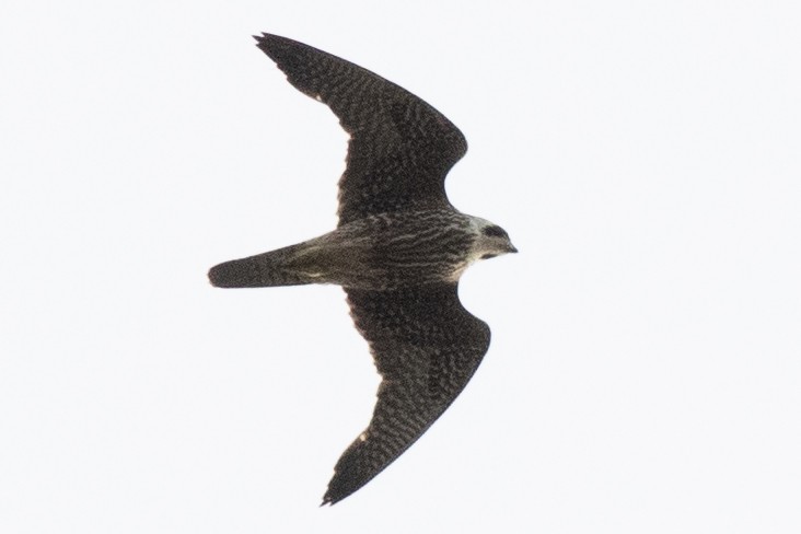 Peregrine Falcon (North American) - David Brown