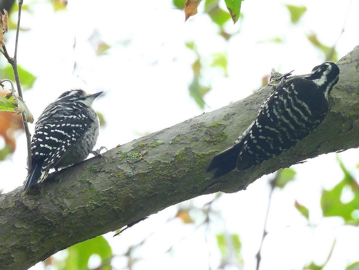 Nuttall's Woodpecker - Nick & Jane