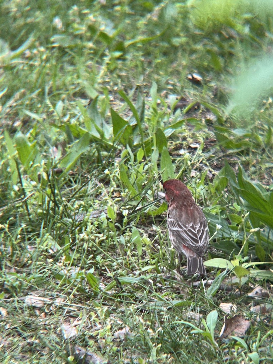 House Finch - Maura Diamond